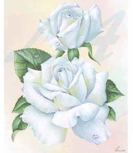 White rose by Reina