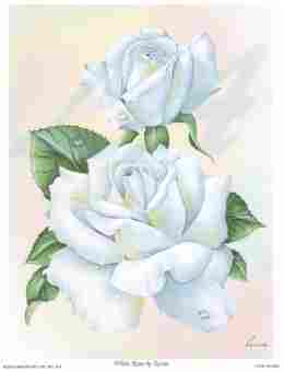 White rose by Reina